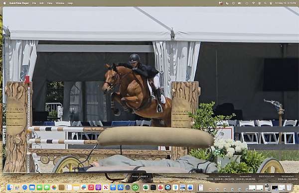all-around-dutch-warmblood-horse