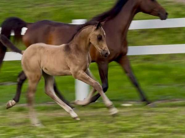 buckskin-quarab-colt-foal