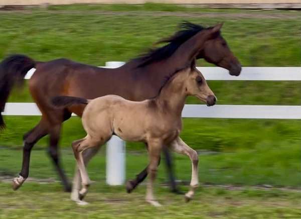 buckskin-arabian-colt-foal