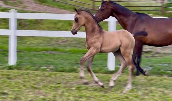 buckskin-half-arabian-colt-foal