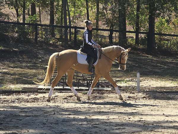 palomino-blaze-hind-left-sock-horse