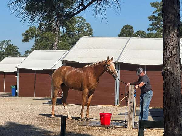 palomino-oldenburg-for-sale