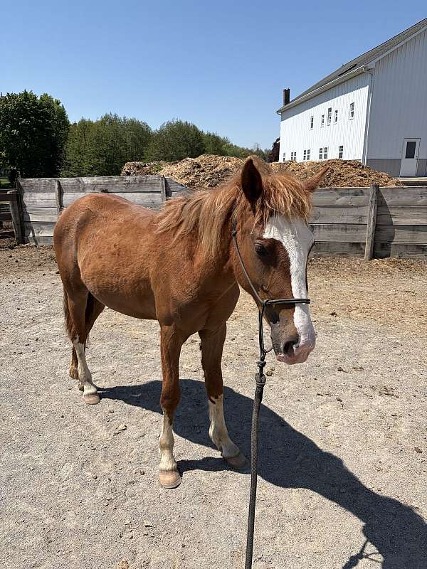 quarter-horse-filly