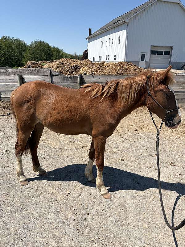 quarter-horse-for-sale