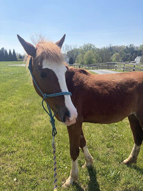 quarter-horse