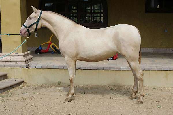 double-andalusian-horse