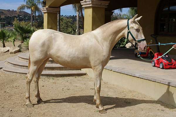 dilute-andalusian-horse
