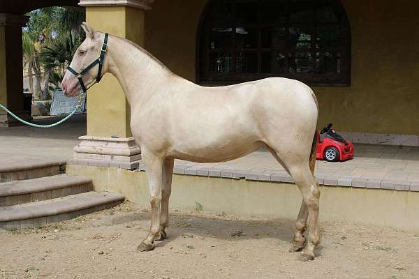 perlino-andalusian-horse
