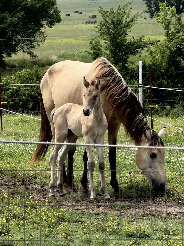 dunskin-tennessee-walking-colt