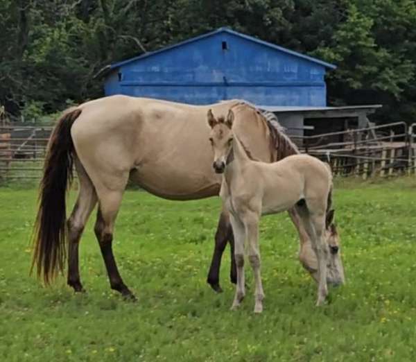 dunskin-twhbea-colt