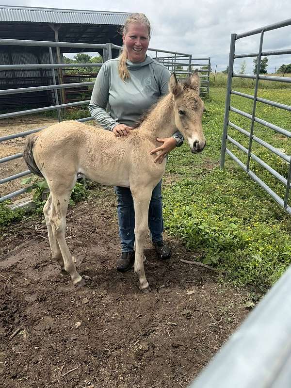 dunskin-tennessee-walking-horse-for-sale