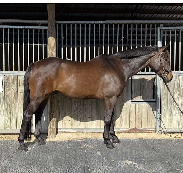 none-horse