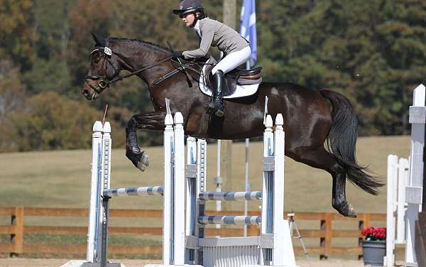 bay-none-horse