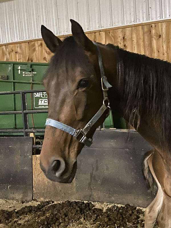 amish-broke-standardbred-horse