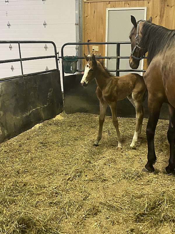 amish-trained-standardbred-horse