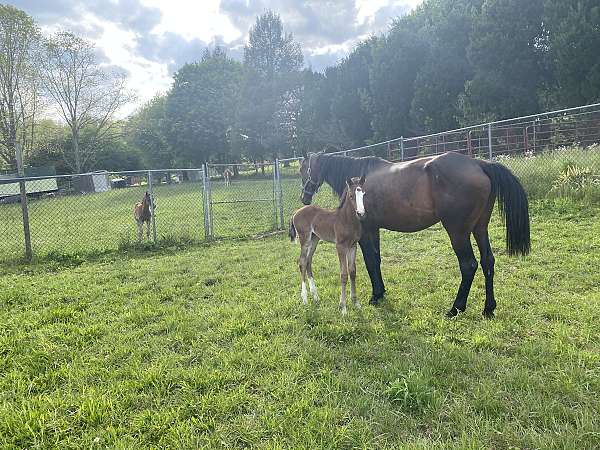 boy-standardbred-horse