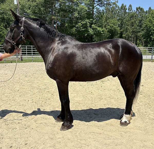 black-gelding-for-sale