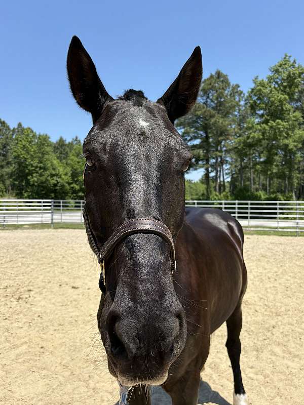 16-hand-draft-gelding