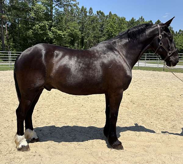 black-draft-gelding