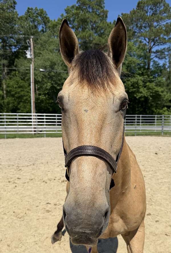 15-hand-quarter-horse-gelding