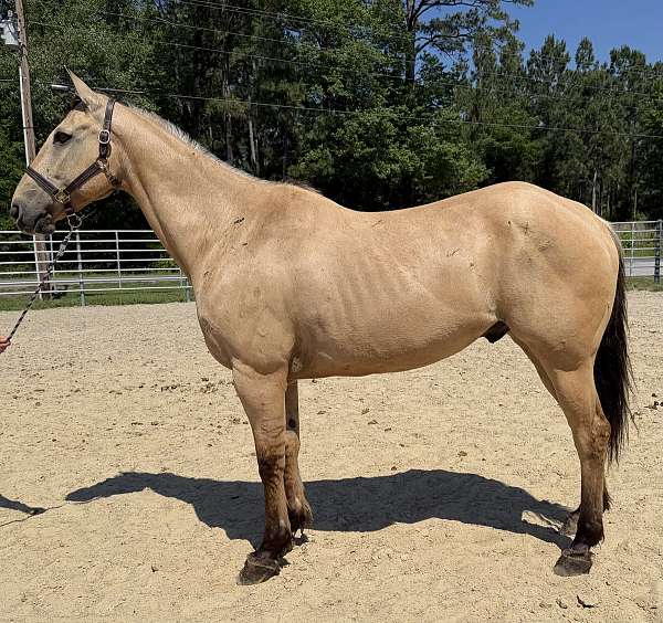 dun-quarter-horse-gelding
