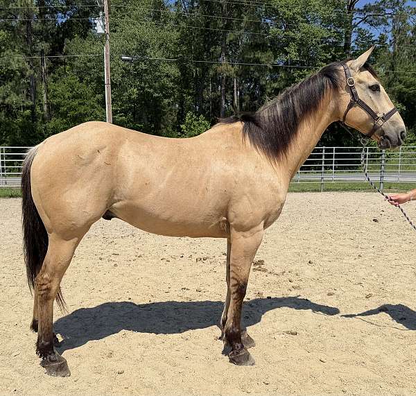 dun-gelding-for-sale