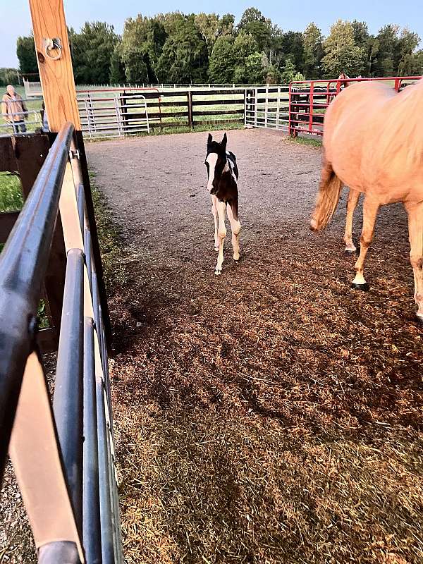 broker-tennessee-walking-horse