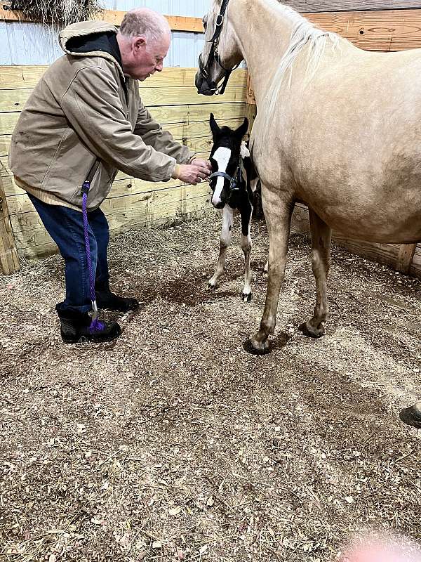 flashy-gelding-colt