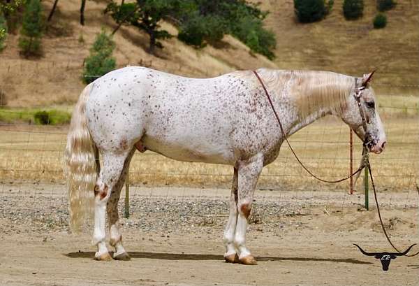 sorrel-spotted-appaloosa-horse