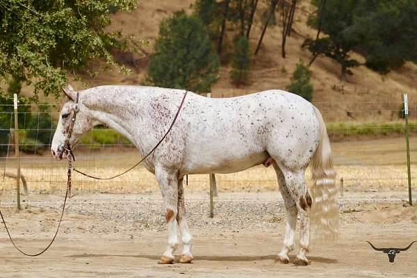 spotted-appaloosa