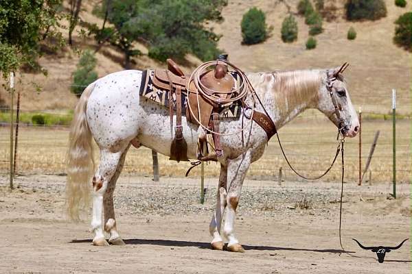 spotted-appaloosa-horse