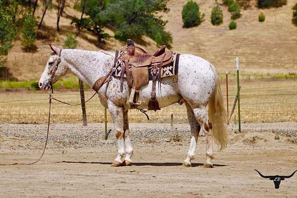 all-around-appaloosa-horse
