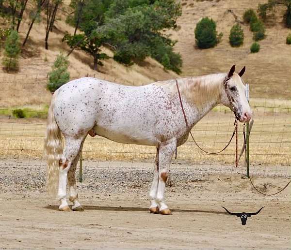 athletic-appaloosa-horse