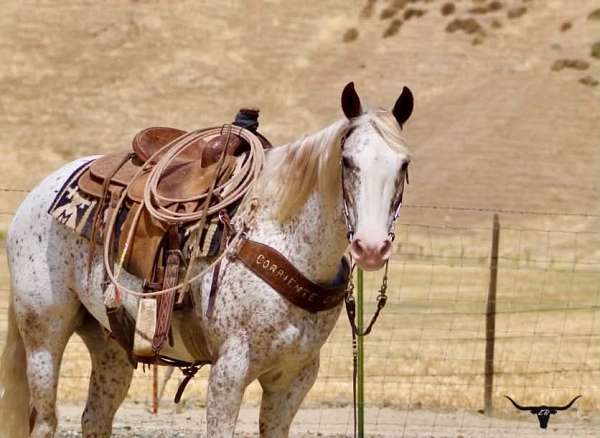 beginner-appaloosa-horse