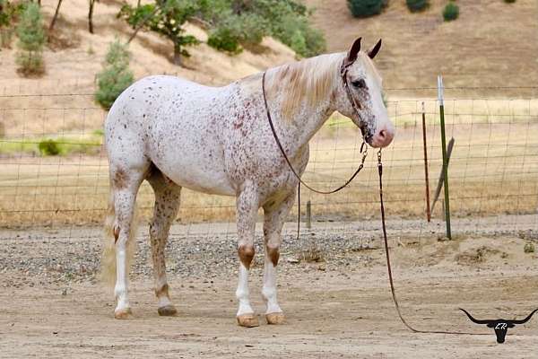 endurance-appaloosa-horse