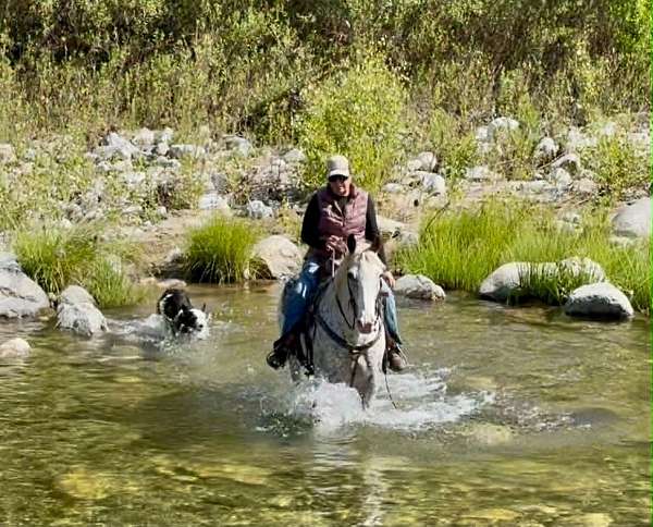 experienced-appaloosa-horse