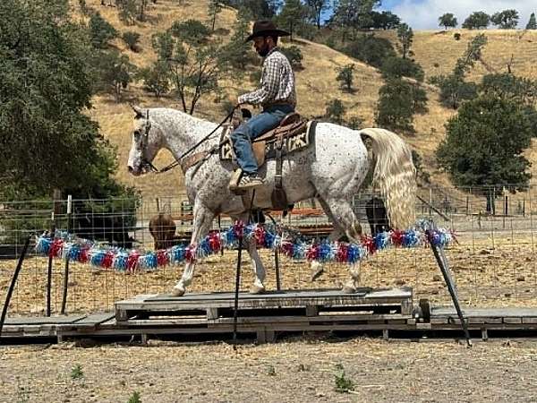 flashy-appaloosa-horse