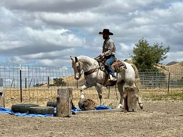 husband-safe-appaloosa-horse