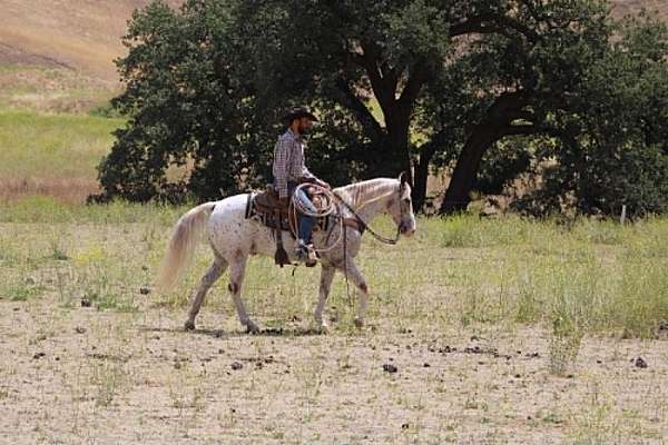 kid-safe-appaloosa-horse