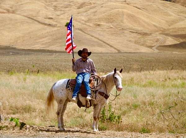 ranch-appaloosa-horse