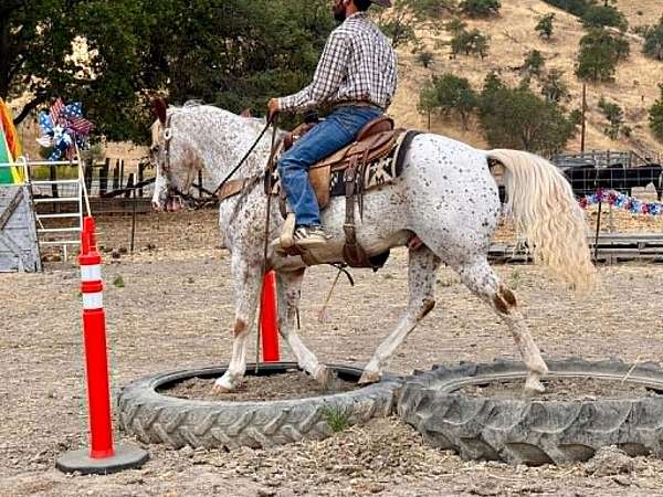ranch-versatility-appaloosa-horse