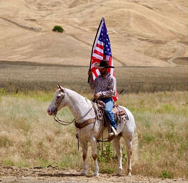 ranch-work-appaloosa-horse