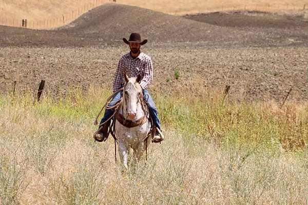 ridden-western-appaloosa-horse