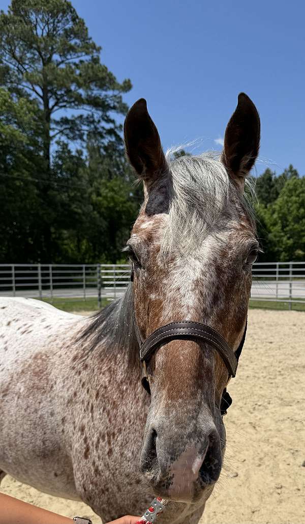 14-hand-gelding