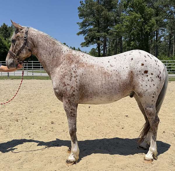 14-hand-quarter-horse-gelding