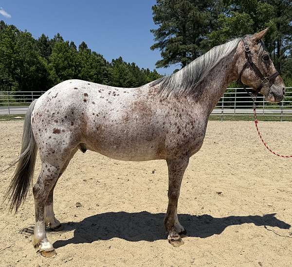 14-hand-quarter-horse
