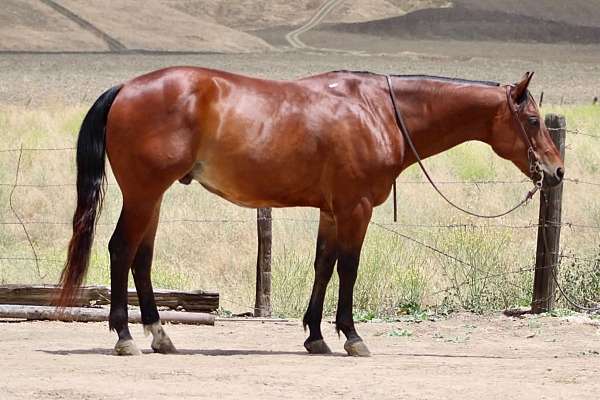 all-around-quarter-horse
