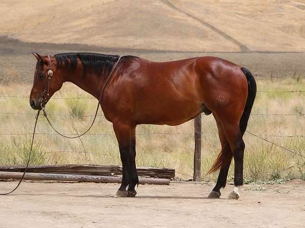 athletic-quarter-horse
