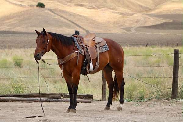 beginner-quarter-horse