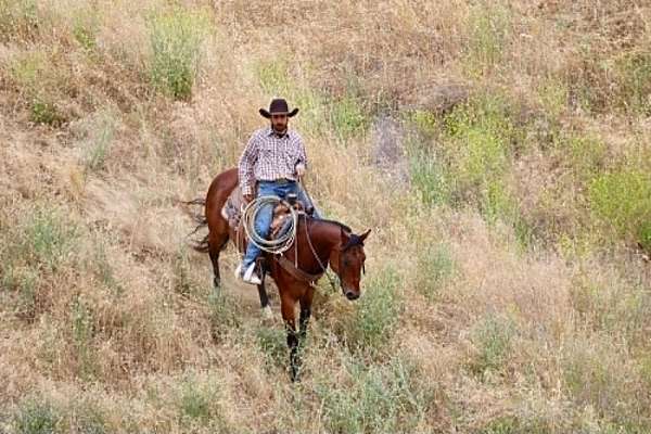 endurance-quarter-horse